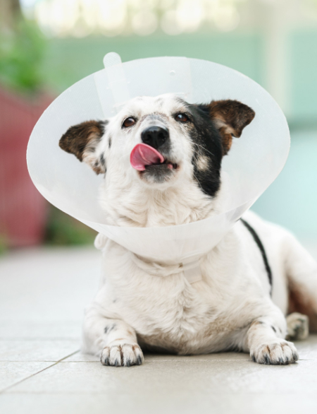 Dog in a cone with tongue out