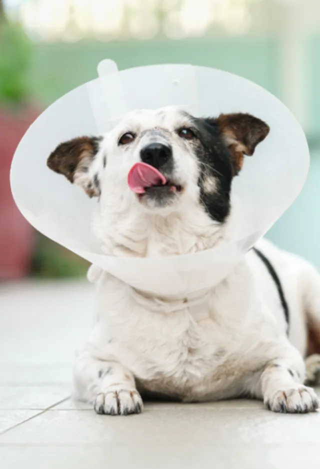 Dog in a cone with tongue out Dog in a cone with tongue out