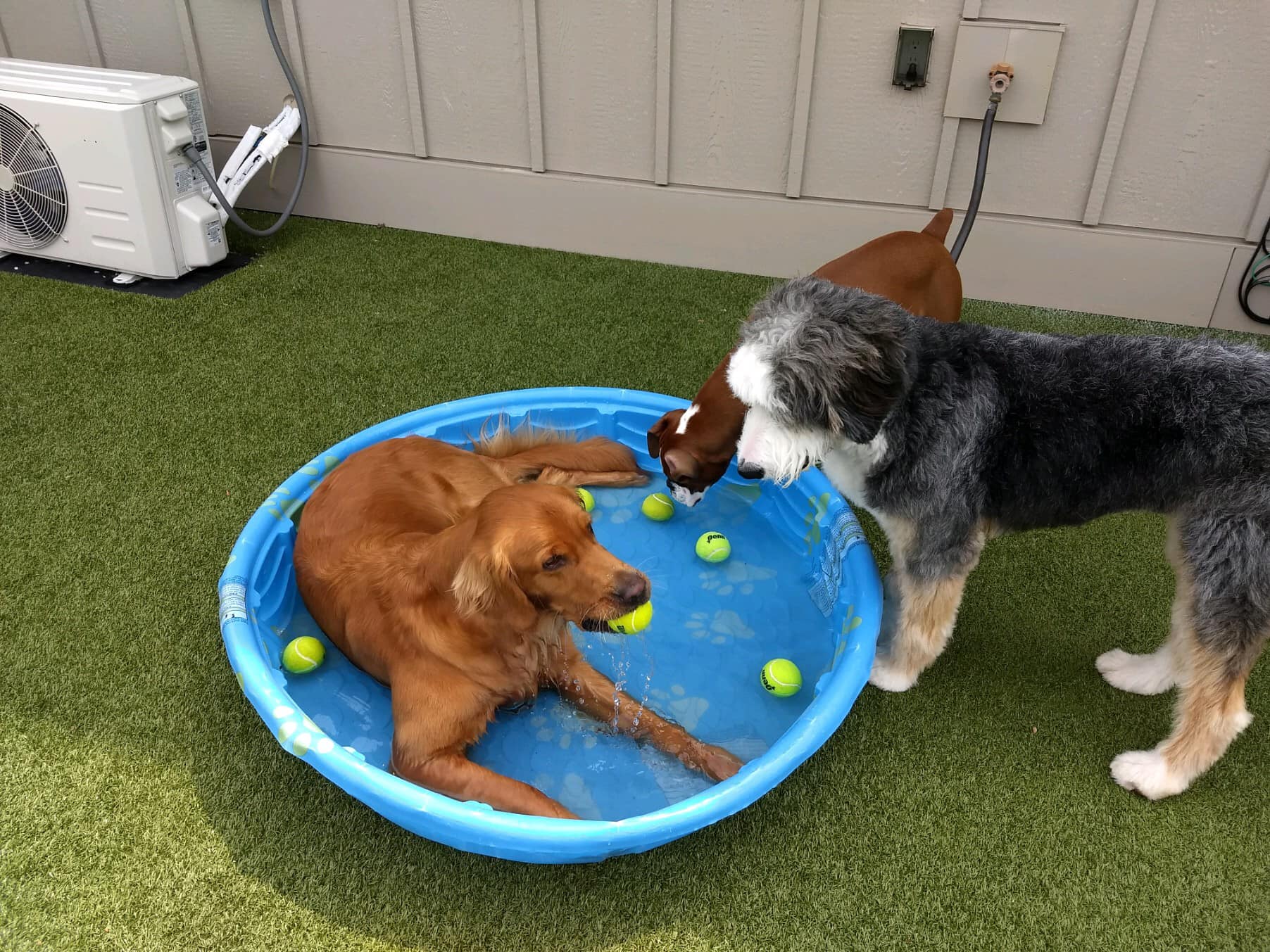 Dog sitting in pool outside