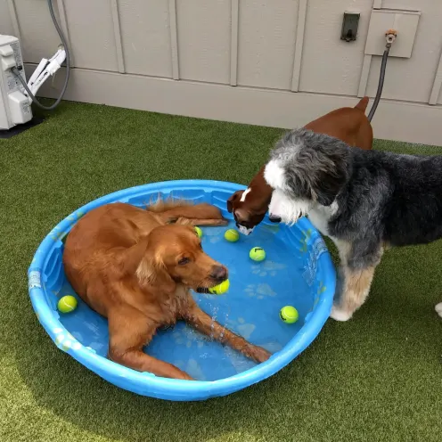 Dog sitting in pool outside