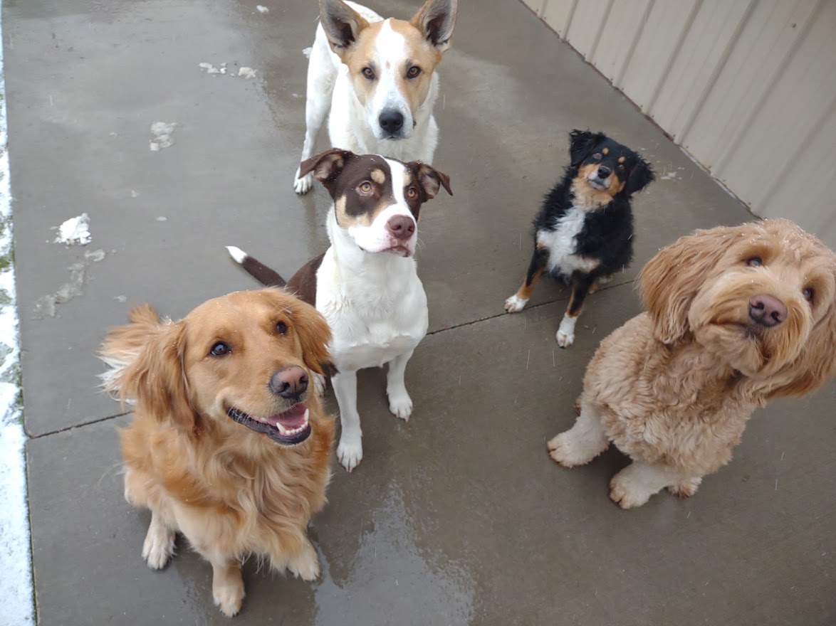 5 Dogs Playing Outside on a Snowy Day