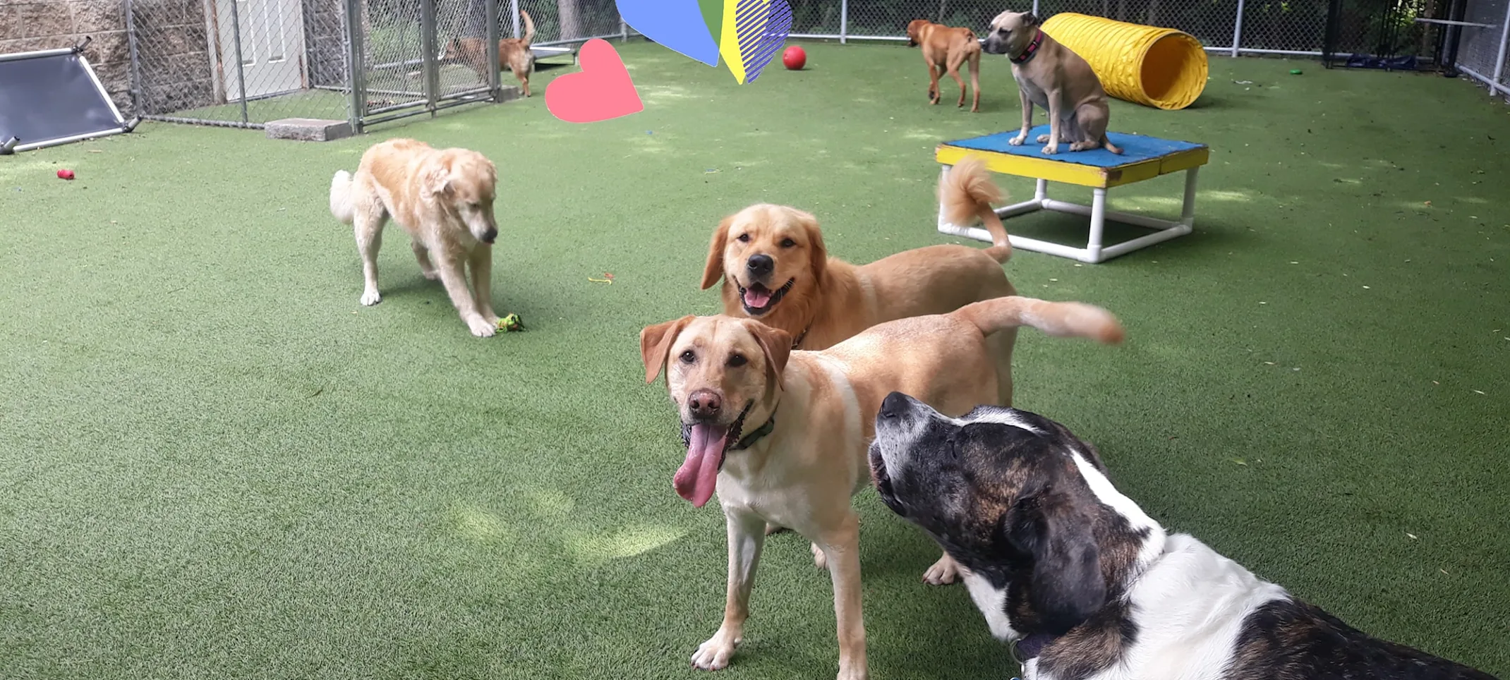 Dogs play area outside Dogs play area outside