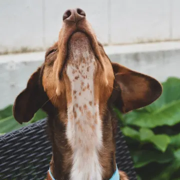 dog in back yard