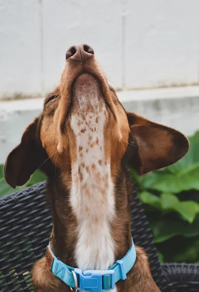 dog in back yard