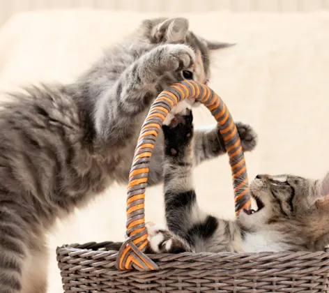 Two grey tabby kittens playing in a basket