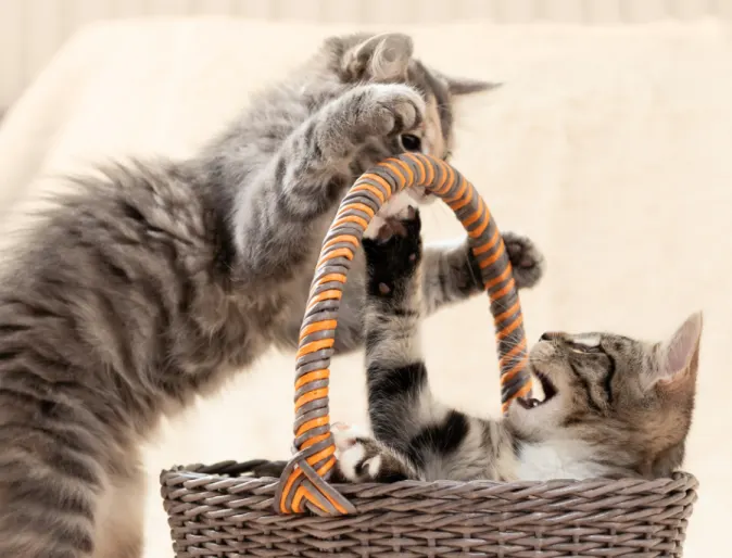 Two grey tabby kittens playing in a basket