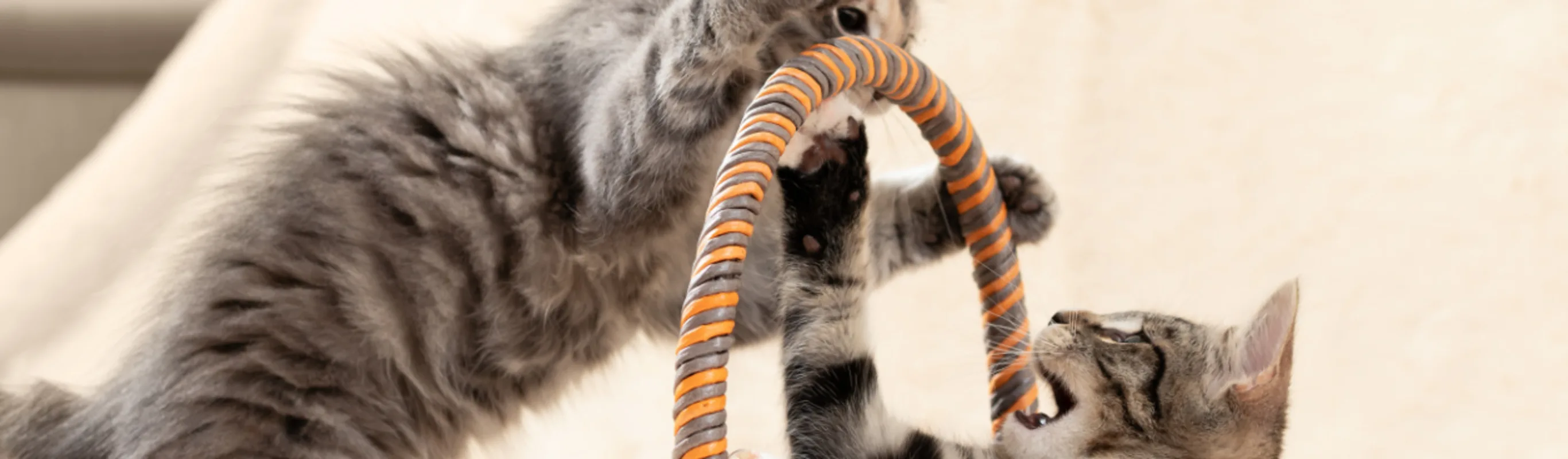 Two grey tabby kittens playing in a basket