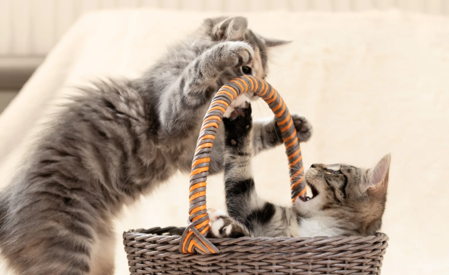 Two grey tabby kittens playing in a basket Two grey tabby kittens playing in a basket