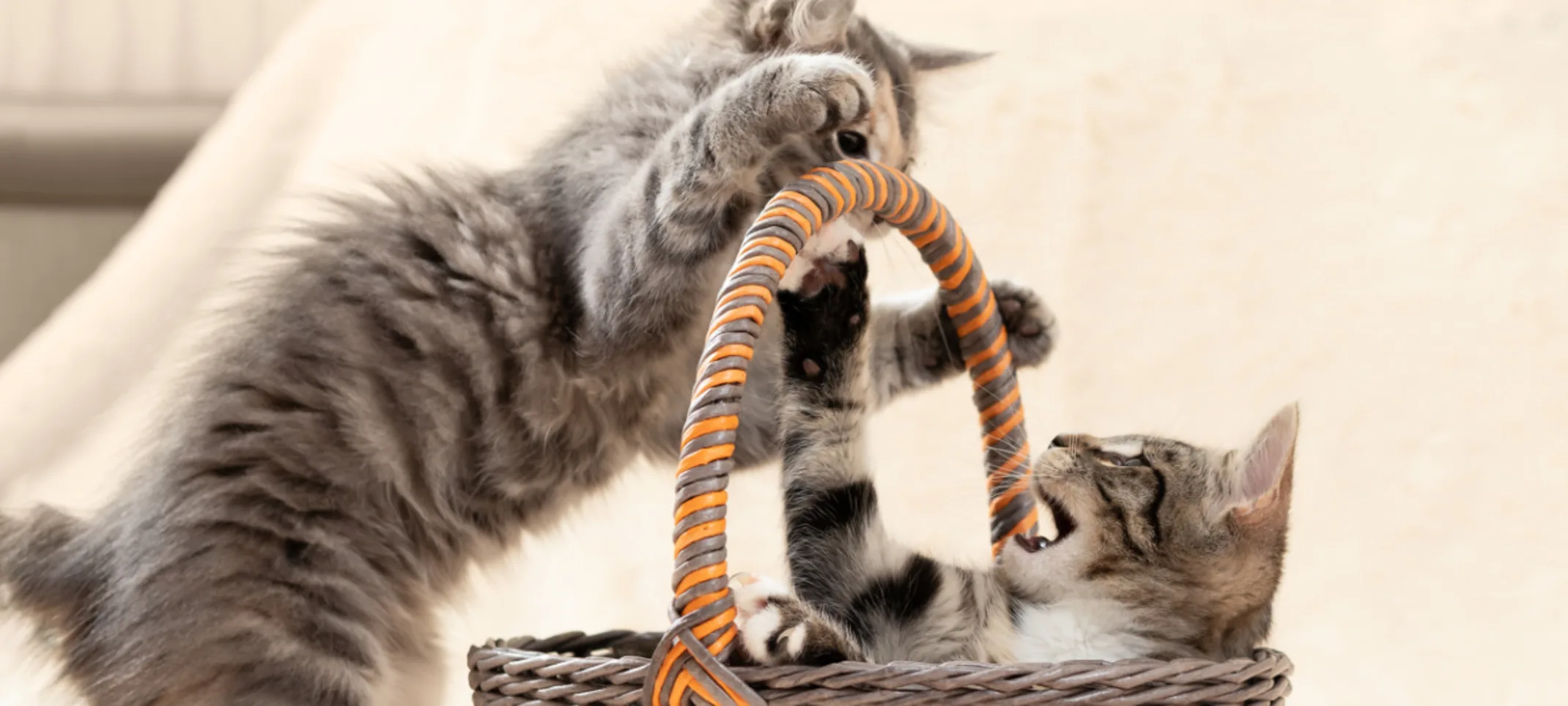 Two grey tabby kittens playing in a basket Two grey tabby kittens playing in a basket