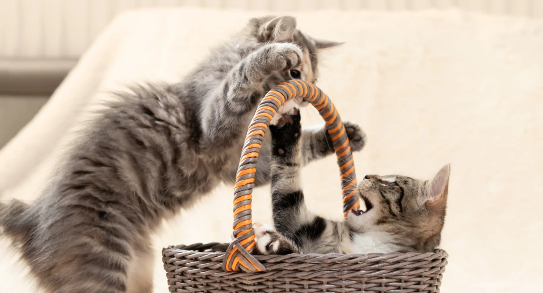 Two grey tabby kittens playing in a basket