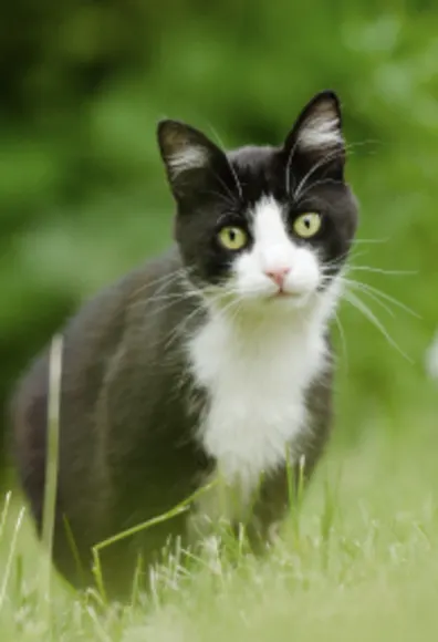Black and white cat sitting in the grass Black and white cat sitting in the grass