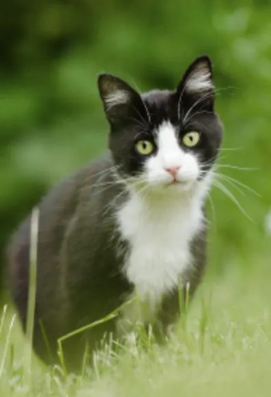 Black and white cat sitting in the grass