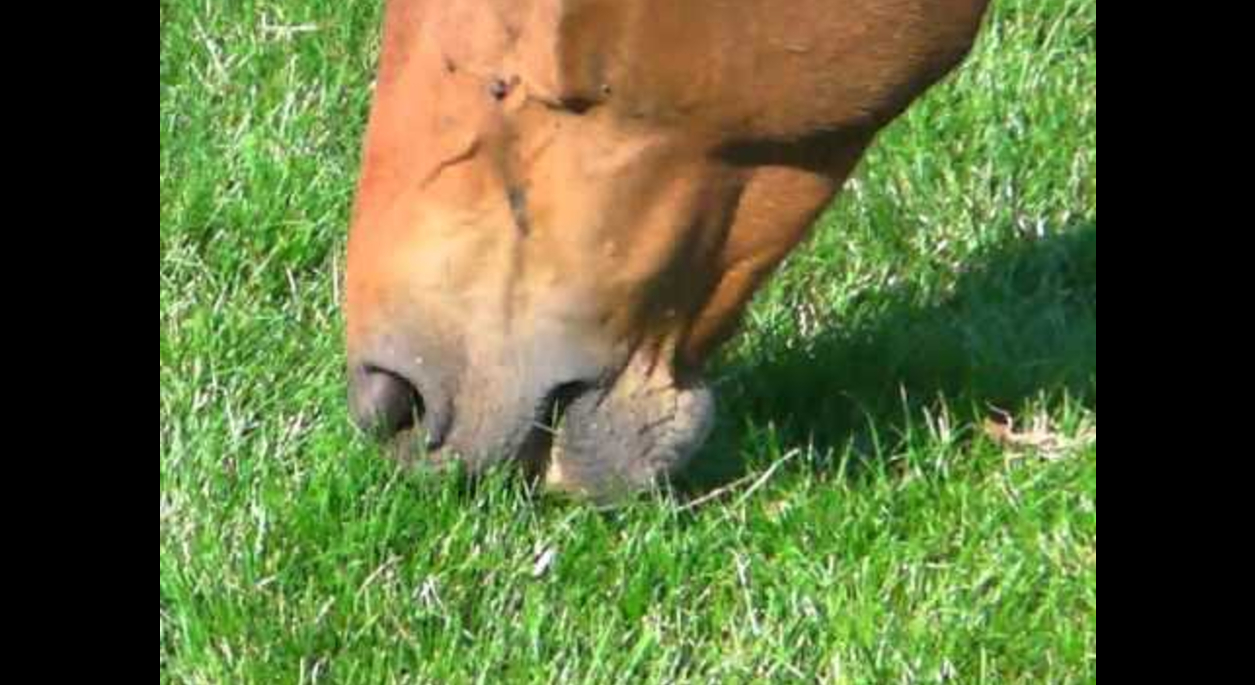 Horse eating grass
