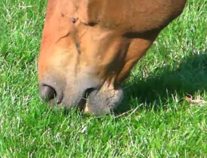 Horse eating grass Horse eating grass