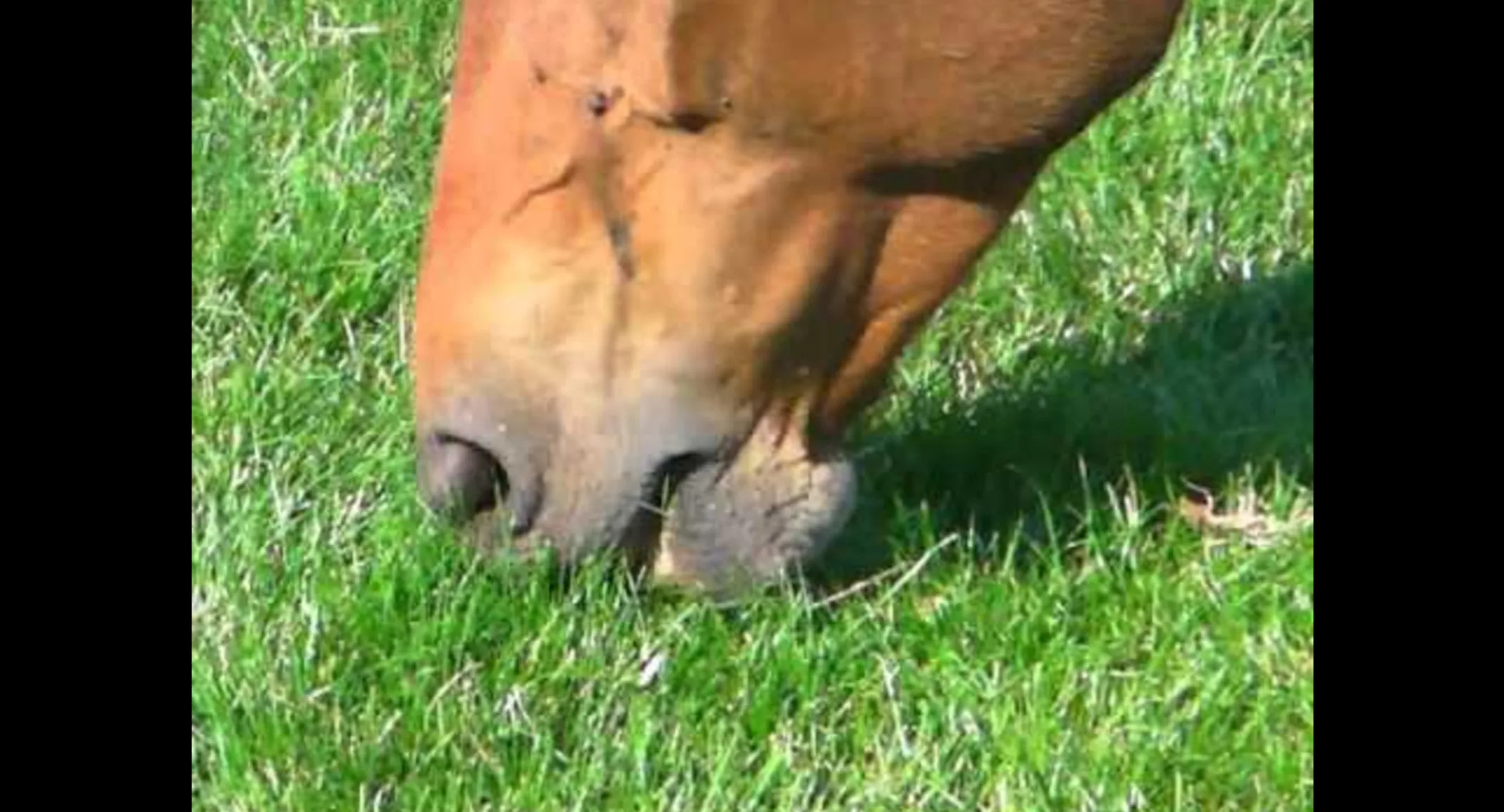 Horse eating grass Horse eating grass