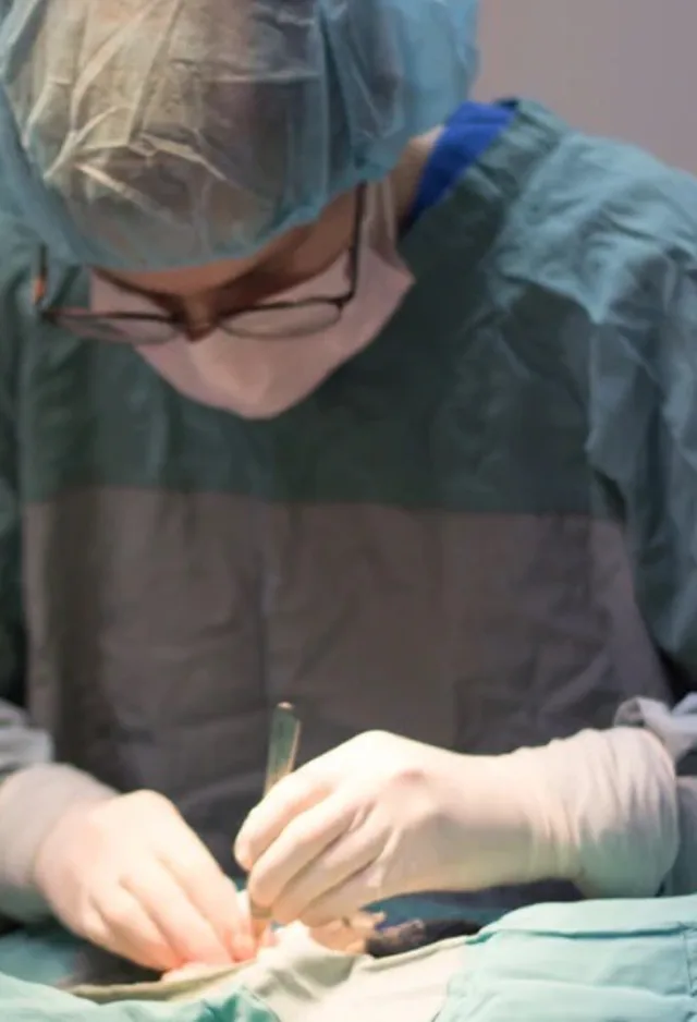 Hayley Robbins performing surgery. Hayley Robbins performing surgery.
