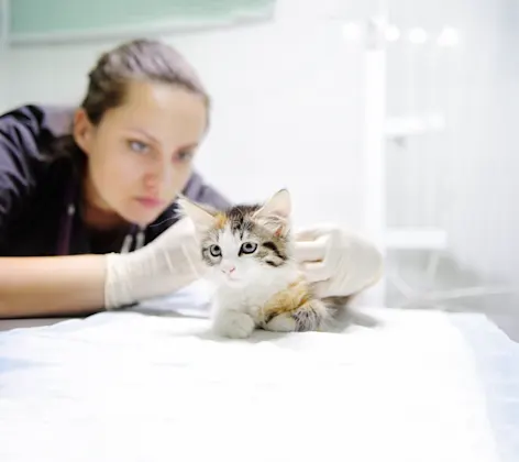 Cat being examined by doctor