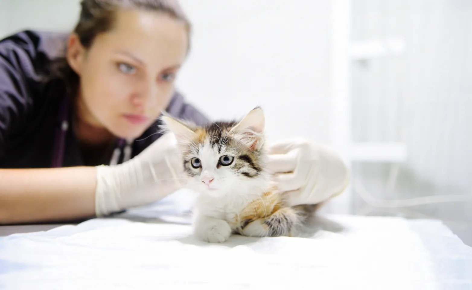 Cat being examined by doctor Cat being examined by doctor