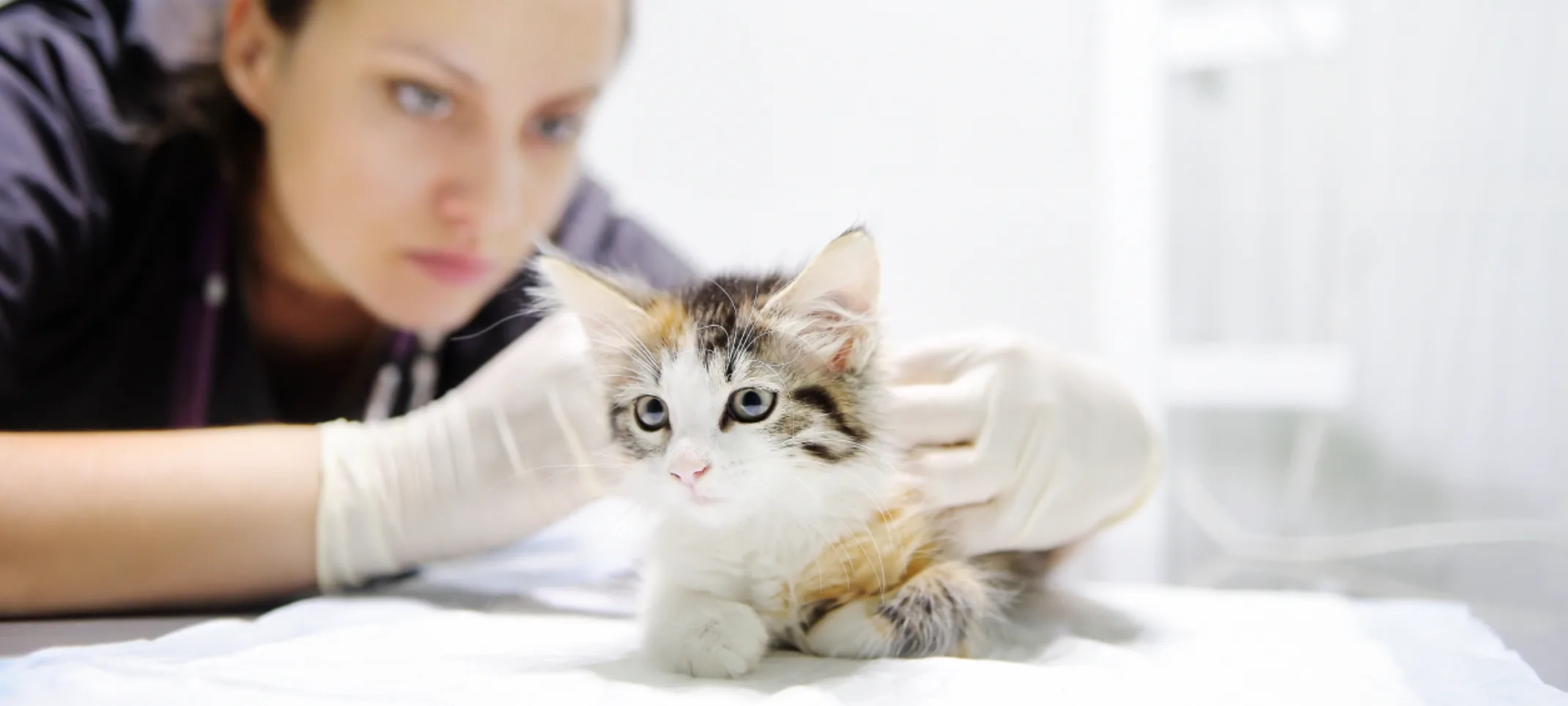 Cat being examined by doctor Cat being examined by doctor