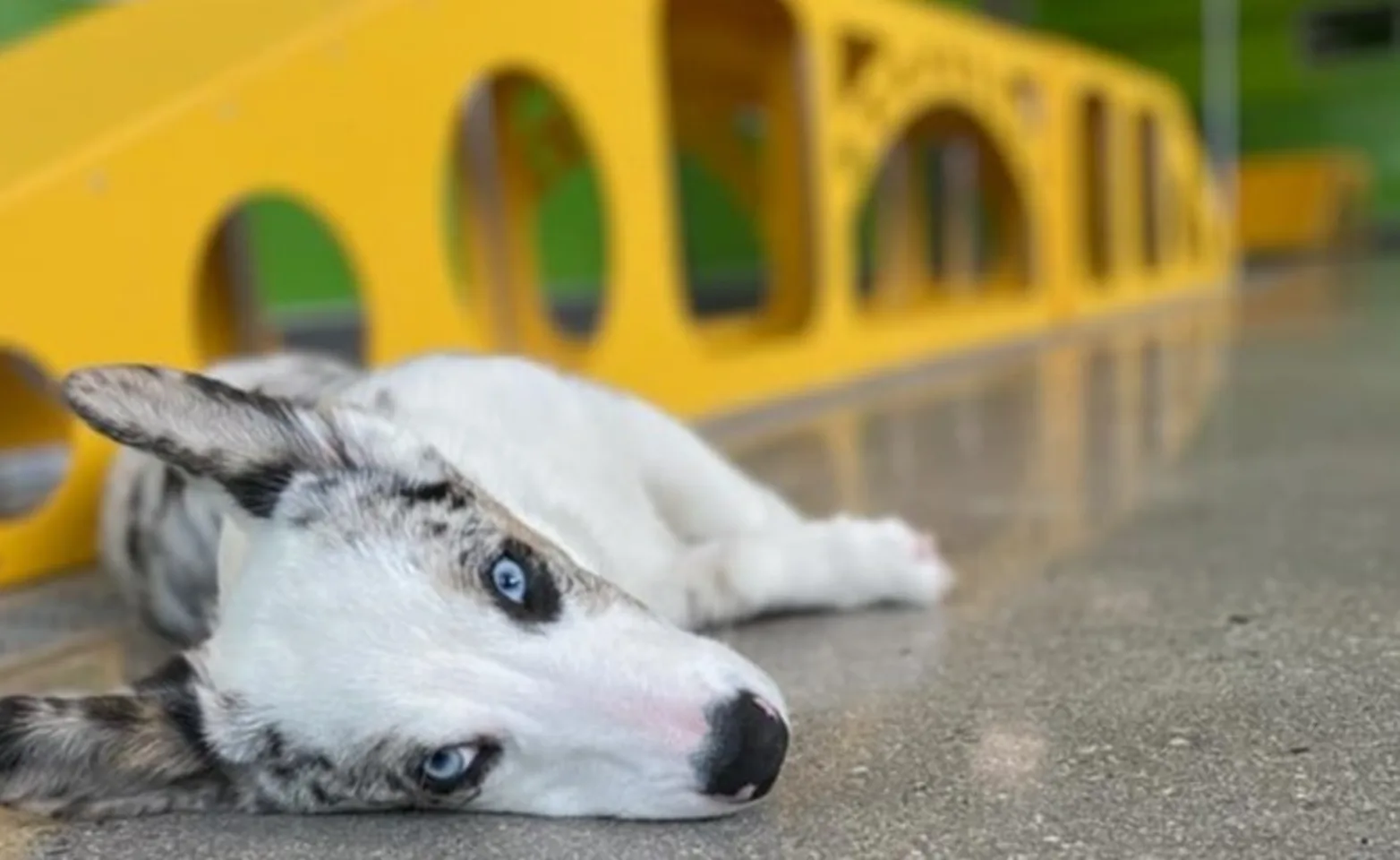 Dog laying on floor Dog laying on floor