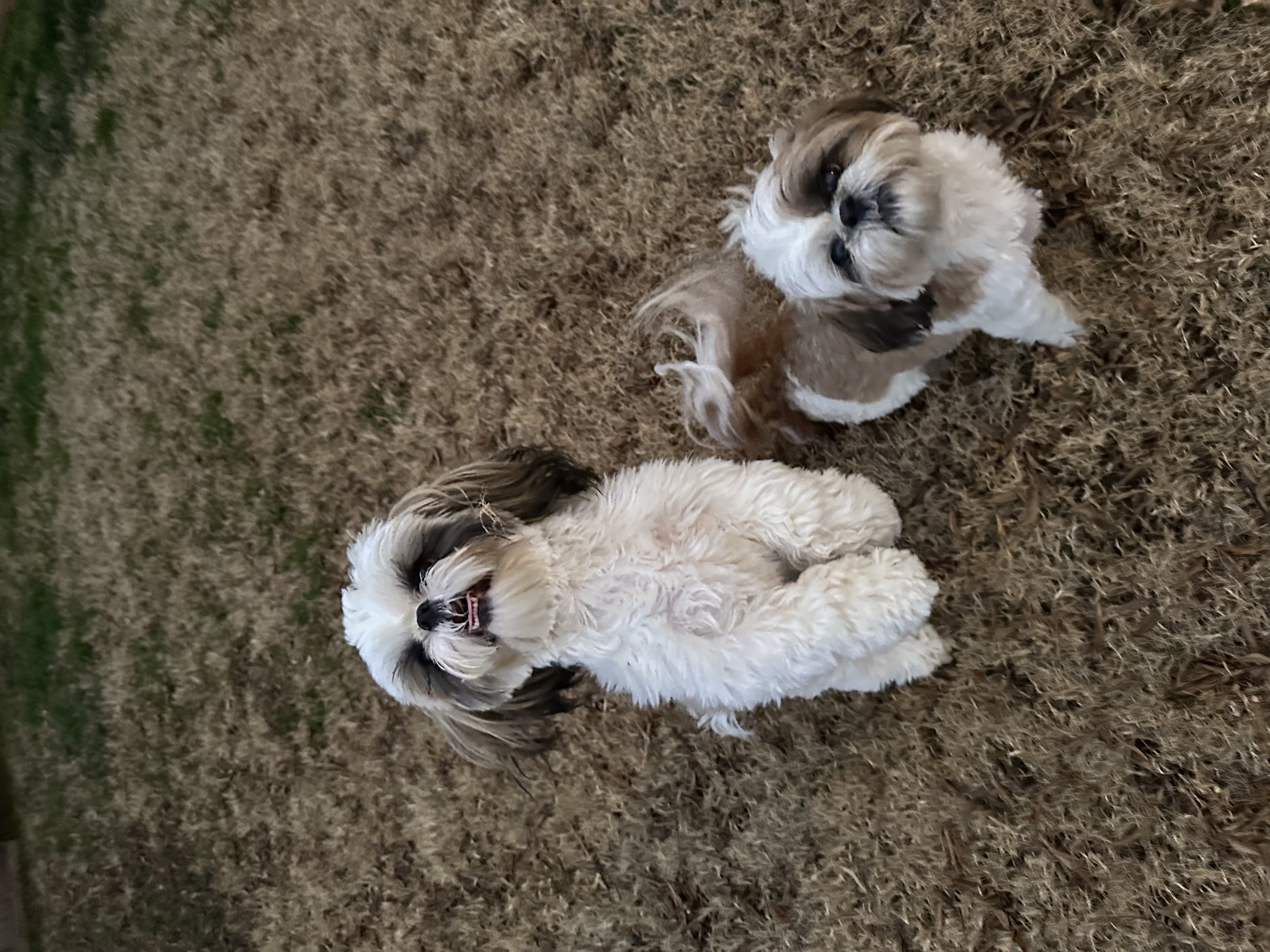 Two Shih Tzus