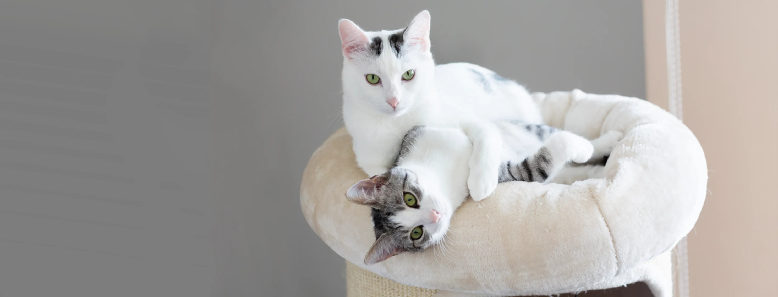 Two cats playing on a cat tree
