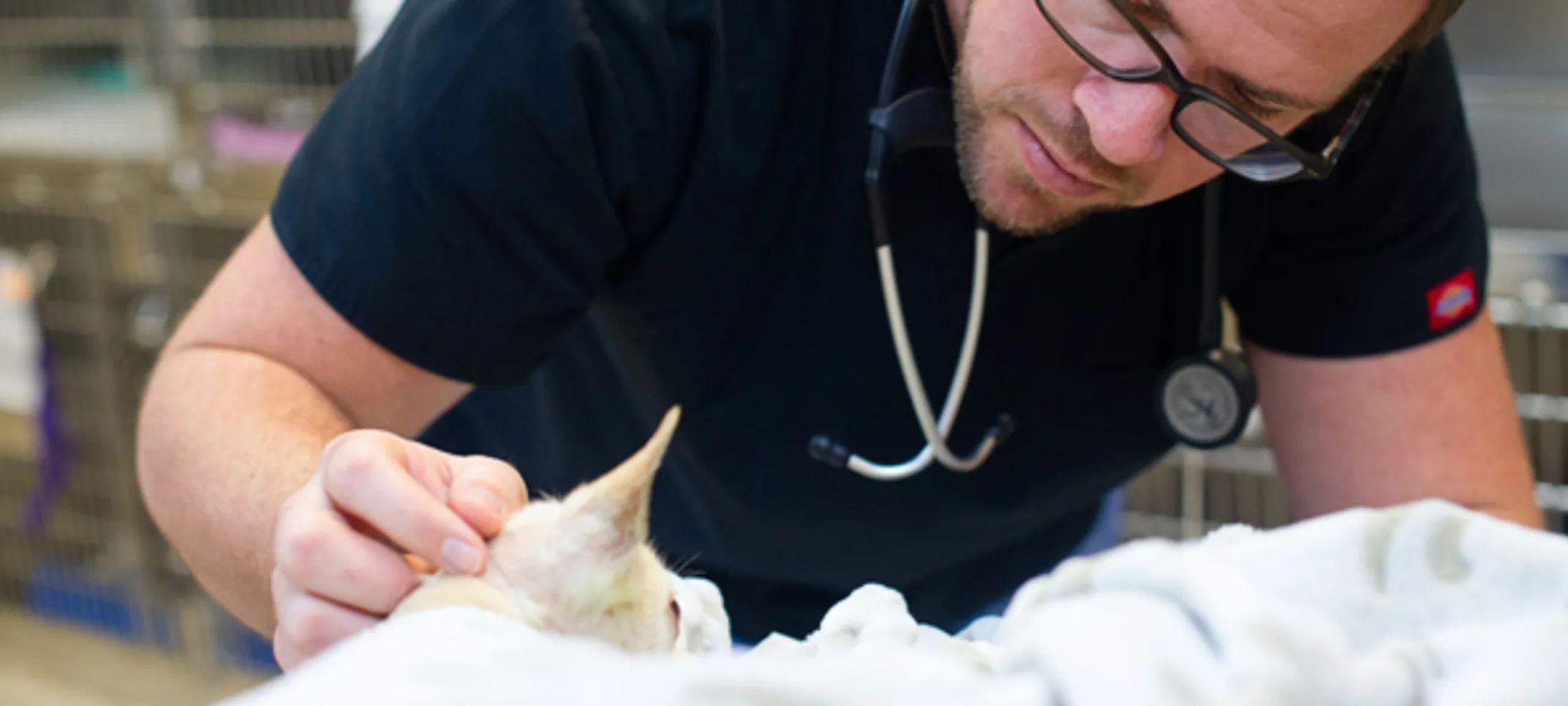 Staff treating a cat Staff treating a cat