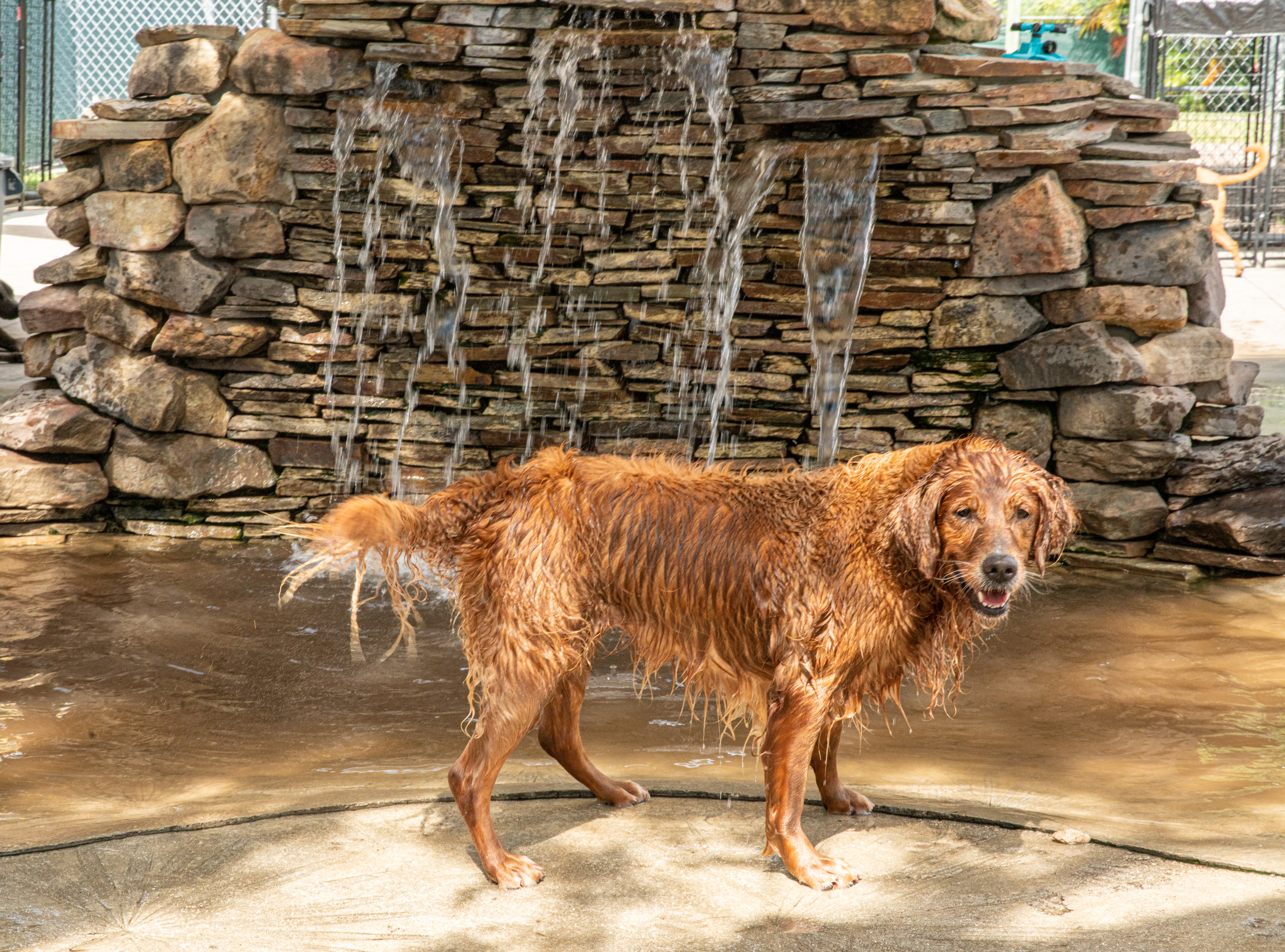 Advantage Pet Center Water Fall