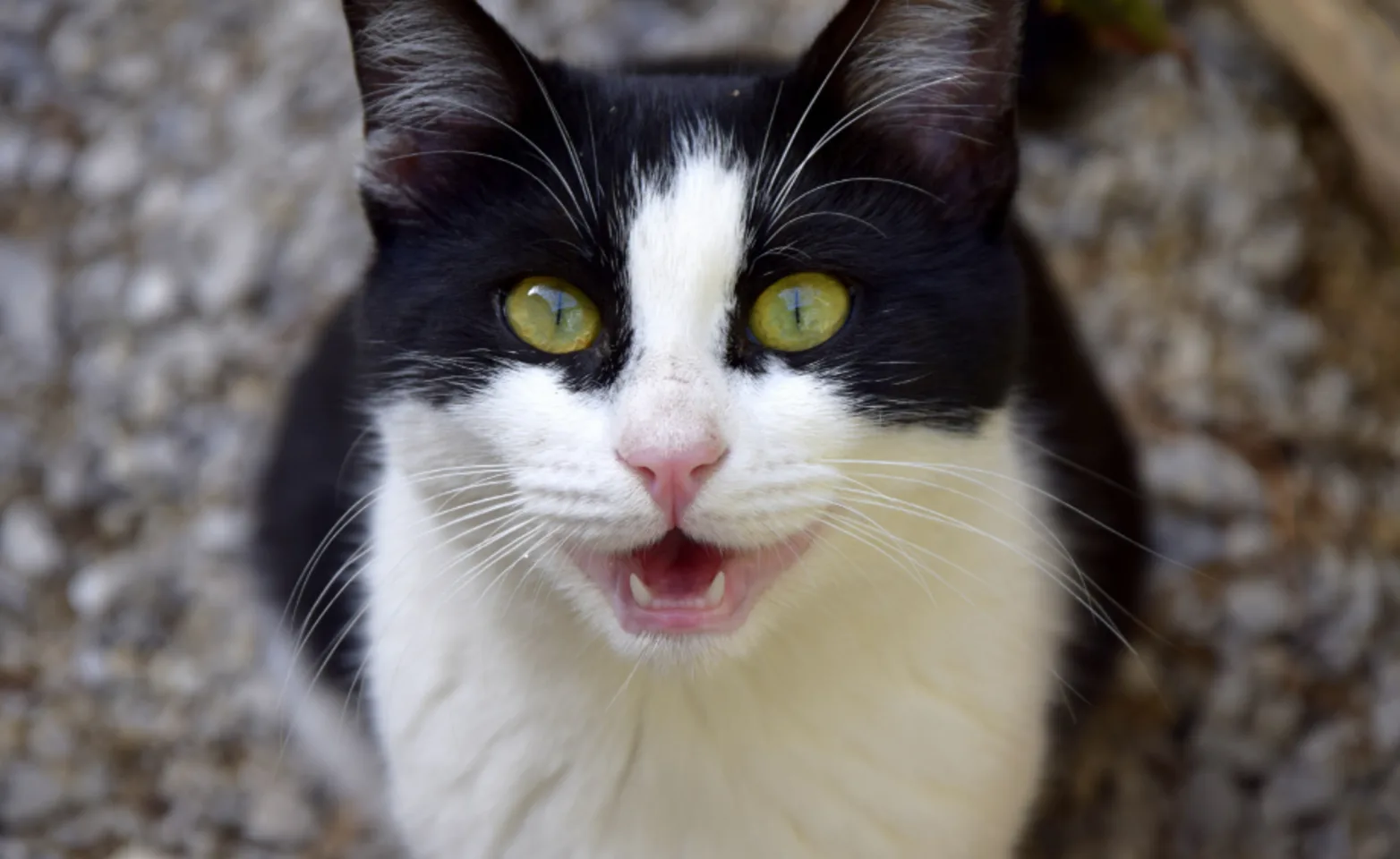 Tuxedo cat meowing at camera Tuxedo cat meowing at camera
