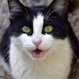 Tuxedo cat meowing at camera