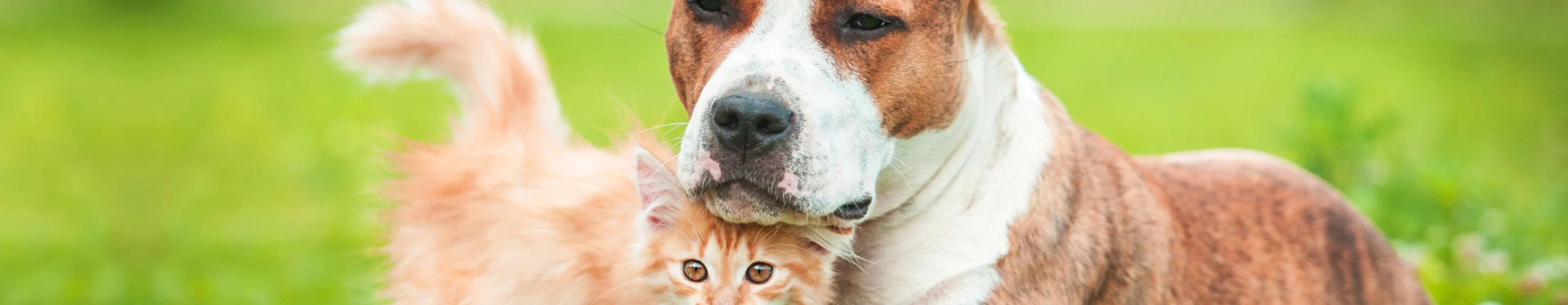 Dog and kitten cuddling together outside on grass turf