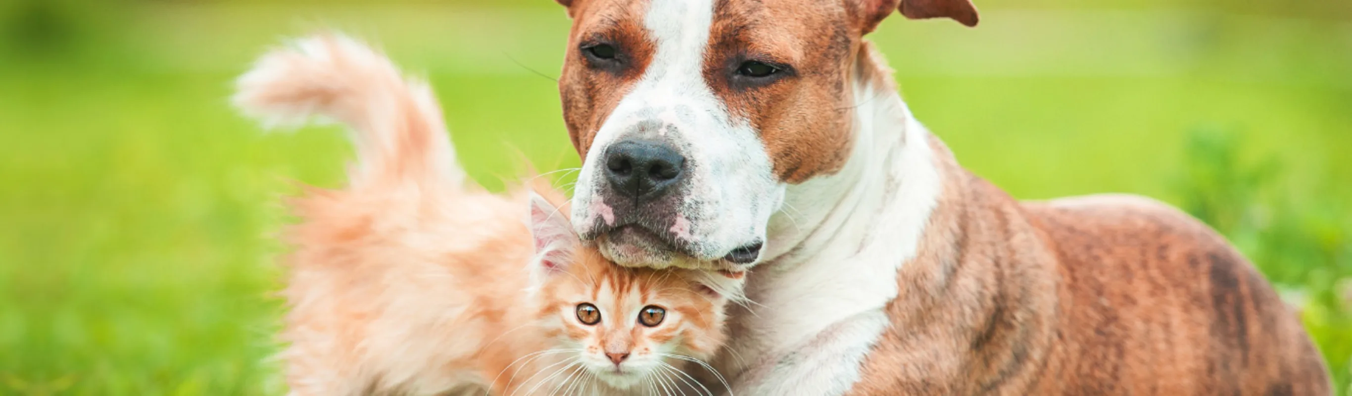 Dog and kitten cuddling together outside on grass turf