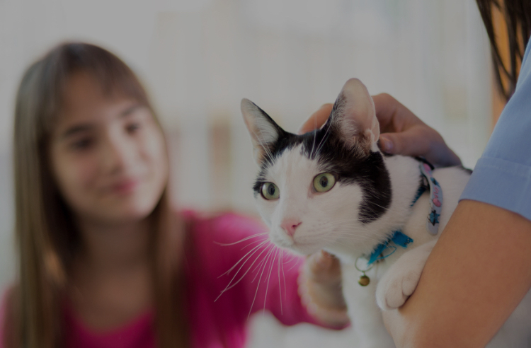 EMERGENCY CREDENTIALED VETERINARY TECHNICIAN visual data 5