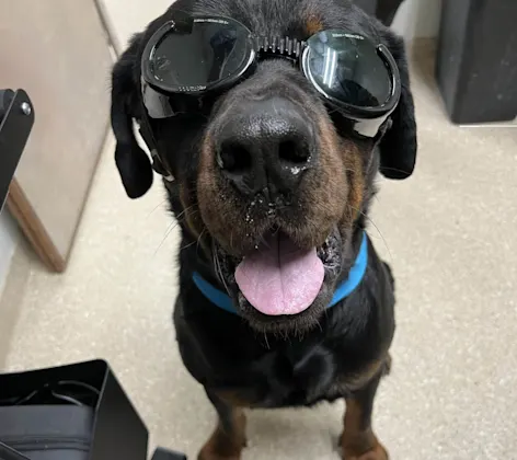 Dog wearing laser therapy goggles Dog wearing laser therapy goggles