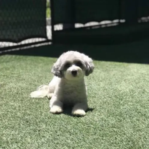 Dog laying on grass Dog laying on grass
