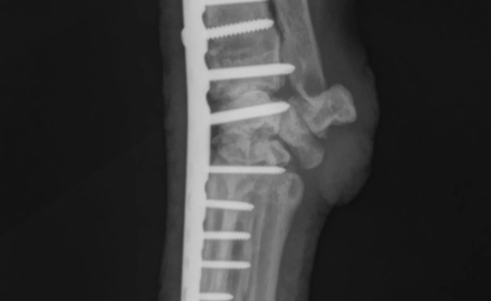 X-ray of forelimb X-ray of forelimb