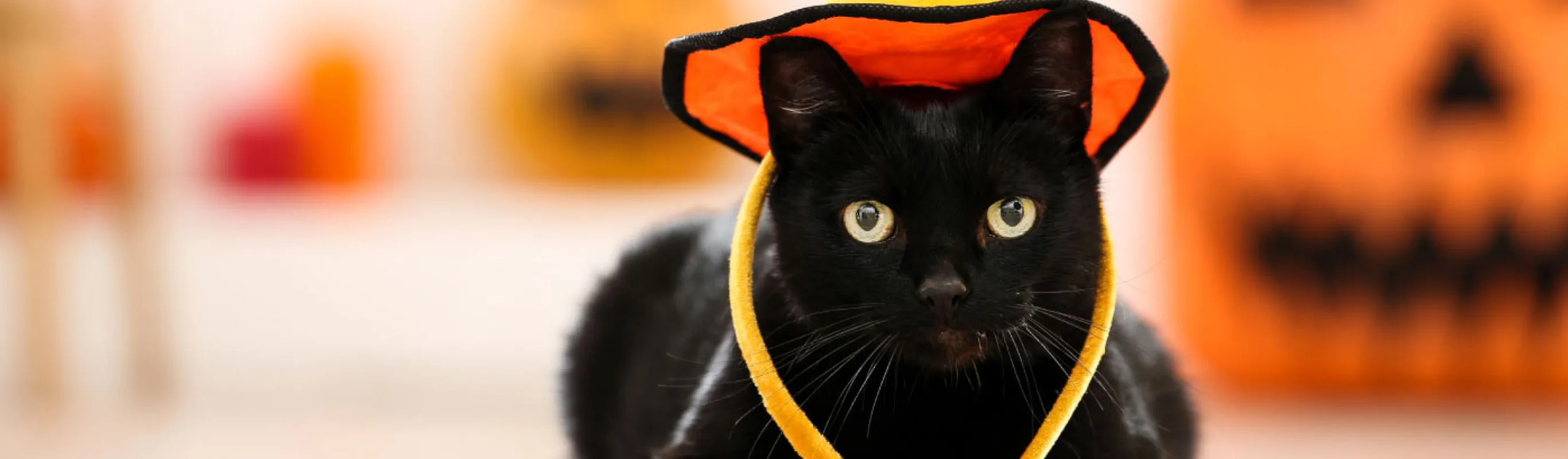 Black cat wearing an orange witches hat for Halloween.