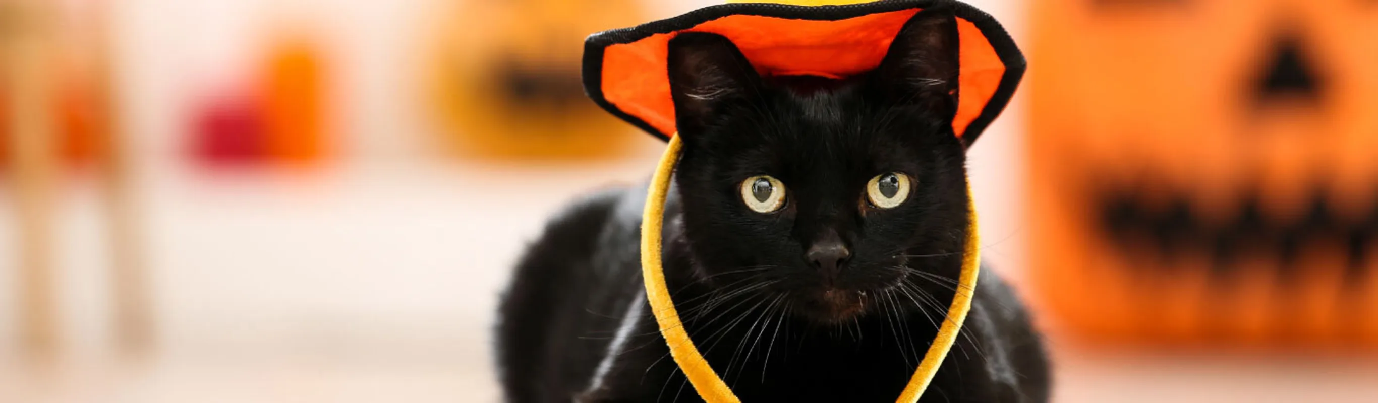 Black cat wearing an orange witches hat for Halloween. Black cat wearing an orange witches hat for Halloween.