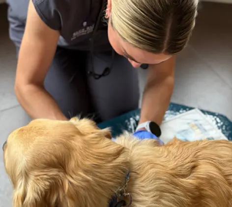 Staff member examining a golden retriever Staff member examining a golden retriever