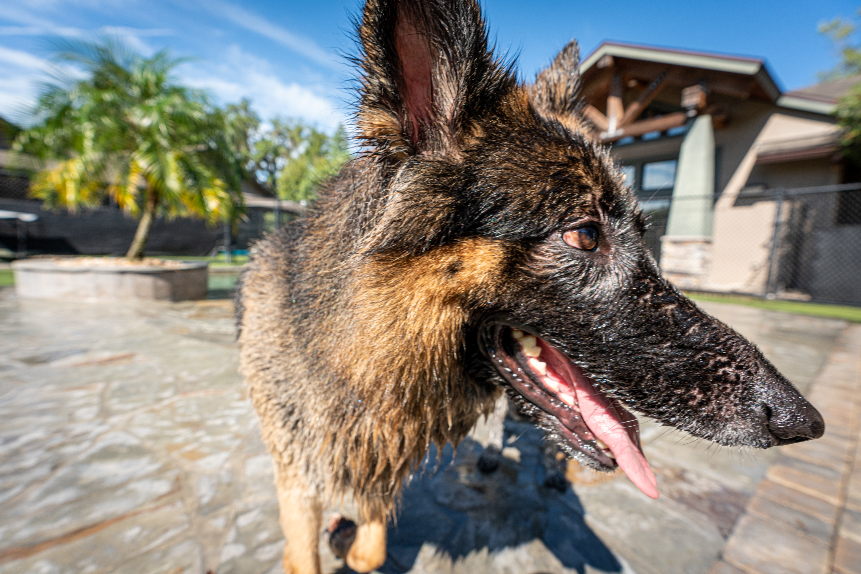 The Lodge at New Tampa Dog