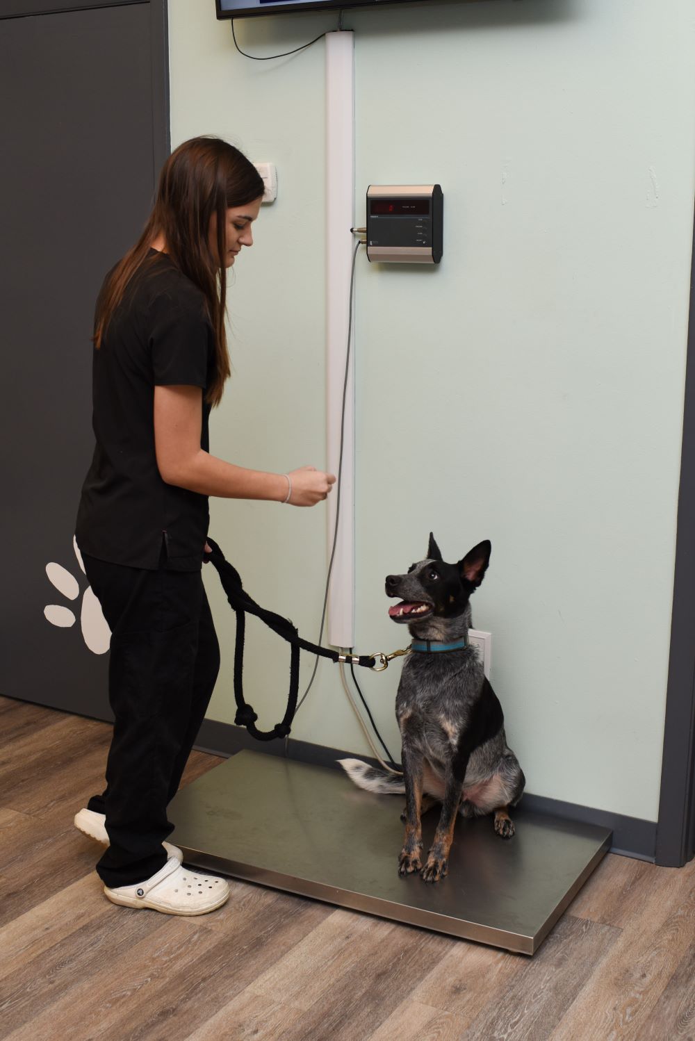 Staff member weighing happy dog on a scale.