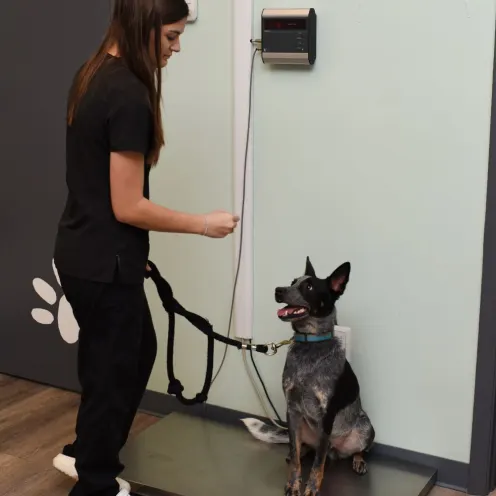 Staff member weighing happy dog on a scale.