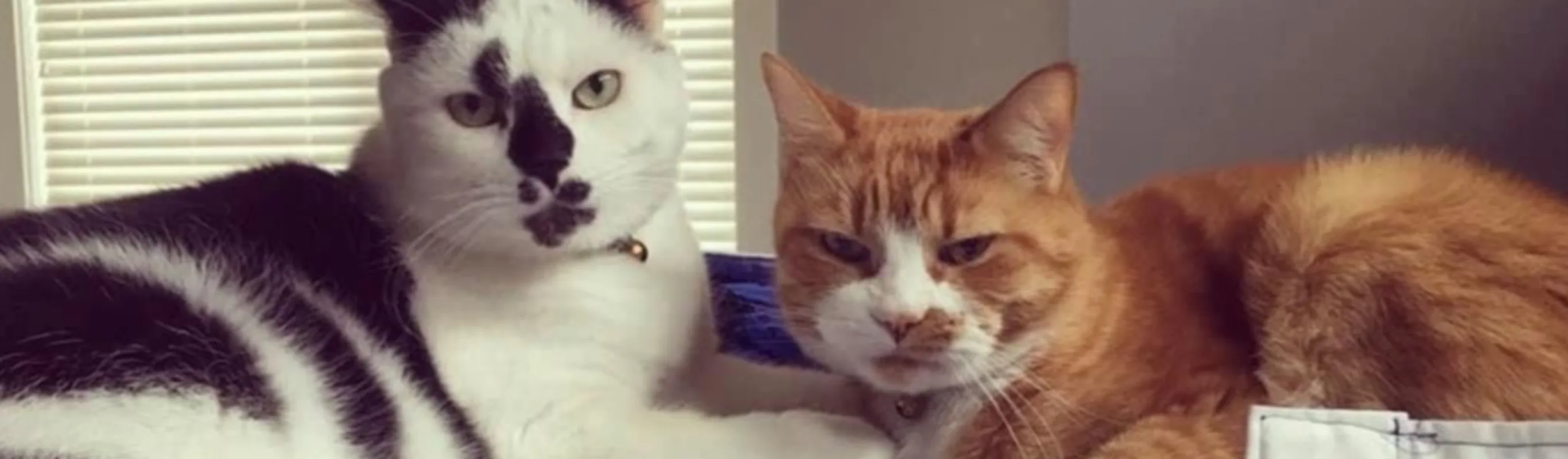 Two Cats in bed together Two Cats in bed together