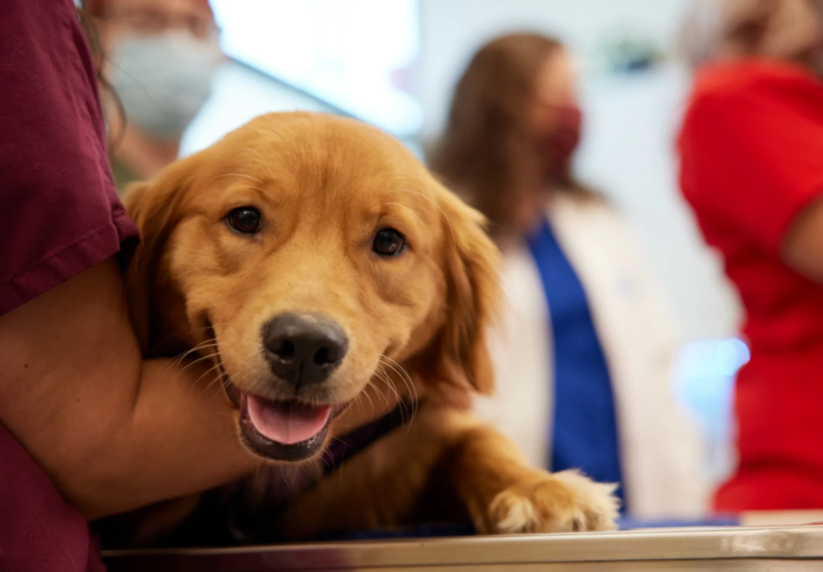 Golden Retriever Puppy being held by vet Golden Retriever Puppy being held by vet