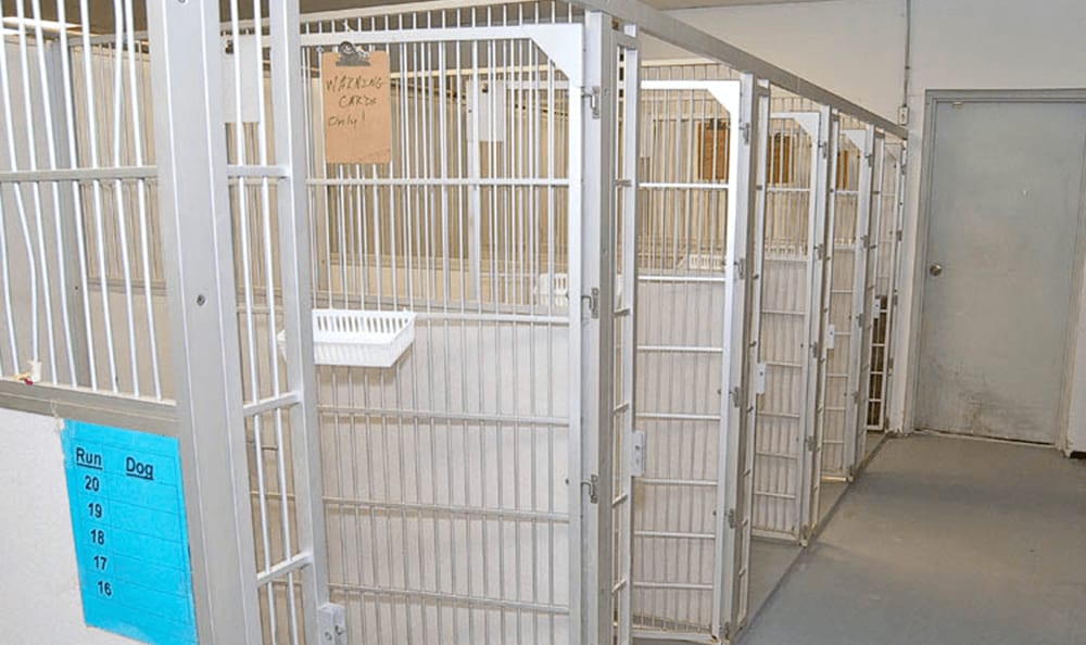 Longwood Animal and Pet Resort kennels