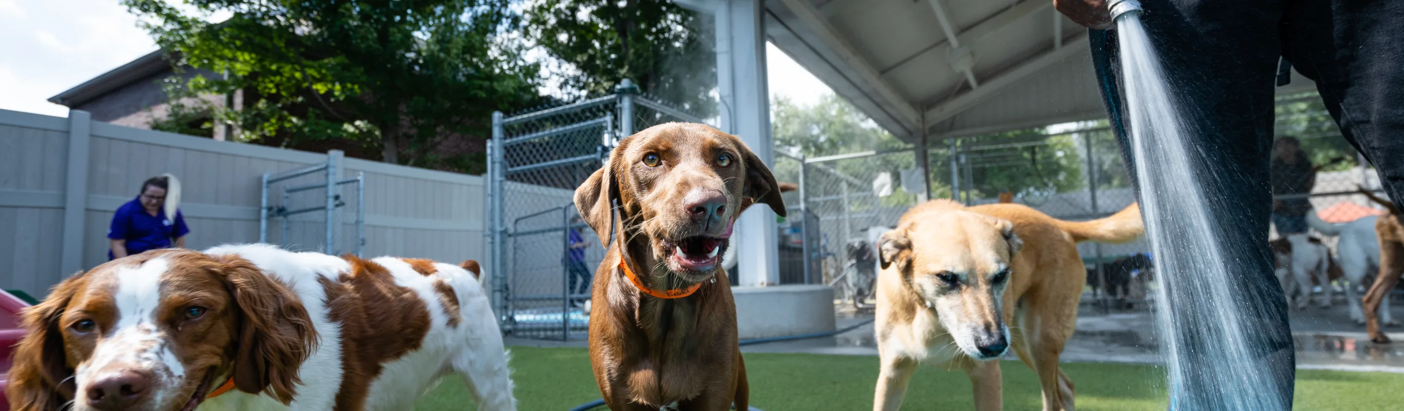 dogs walking toward pool 