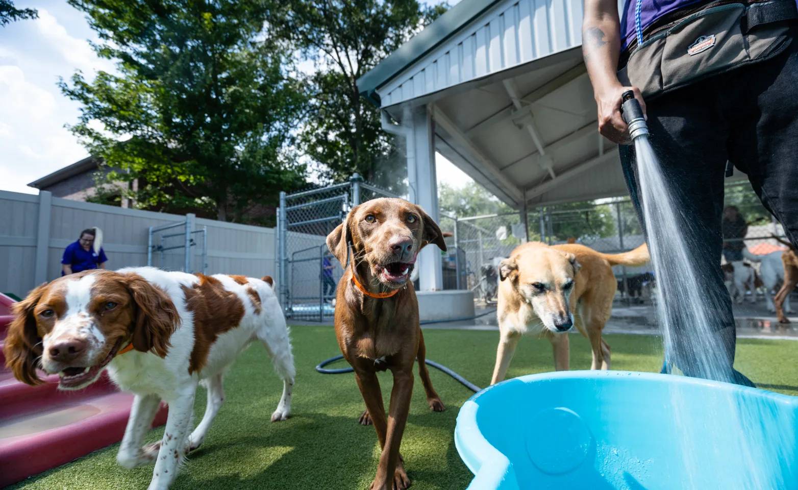 dogs walking toward pool 