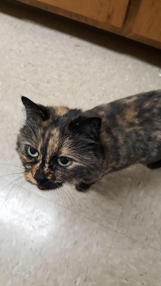 Cat looking up at a camera