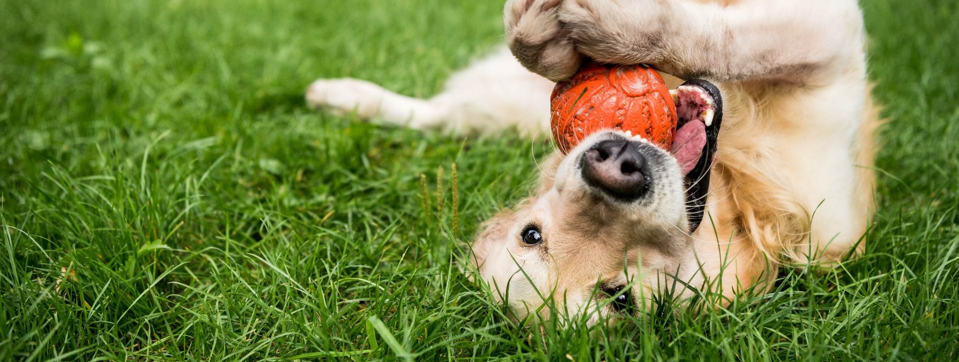 Dog holding onto a ball in it's mouth. 