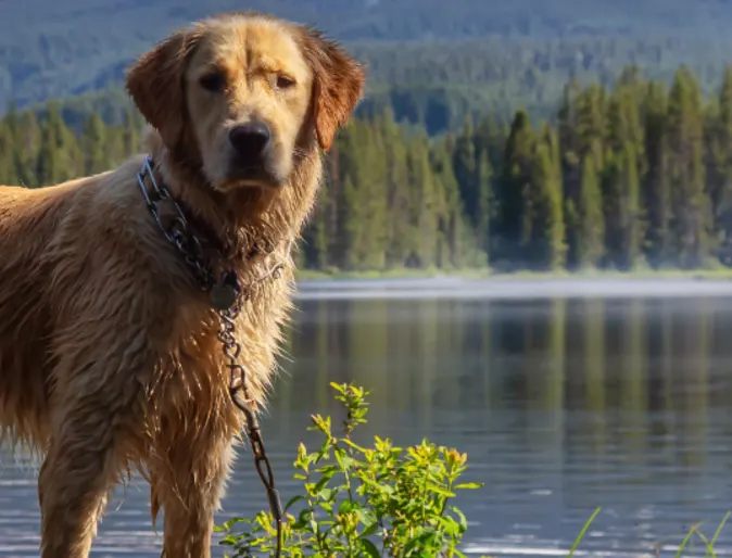 Dog Standing on Dock with Lake Behind It Dog Standing on Dock with Lake Behind It